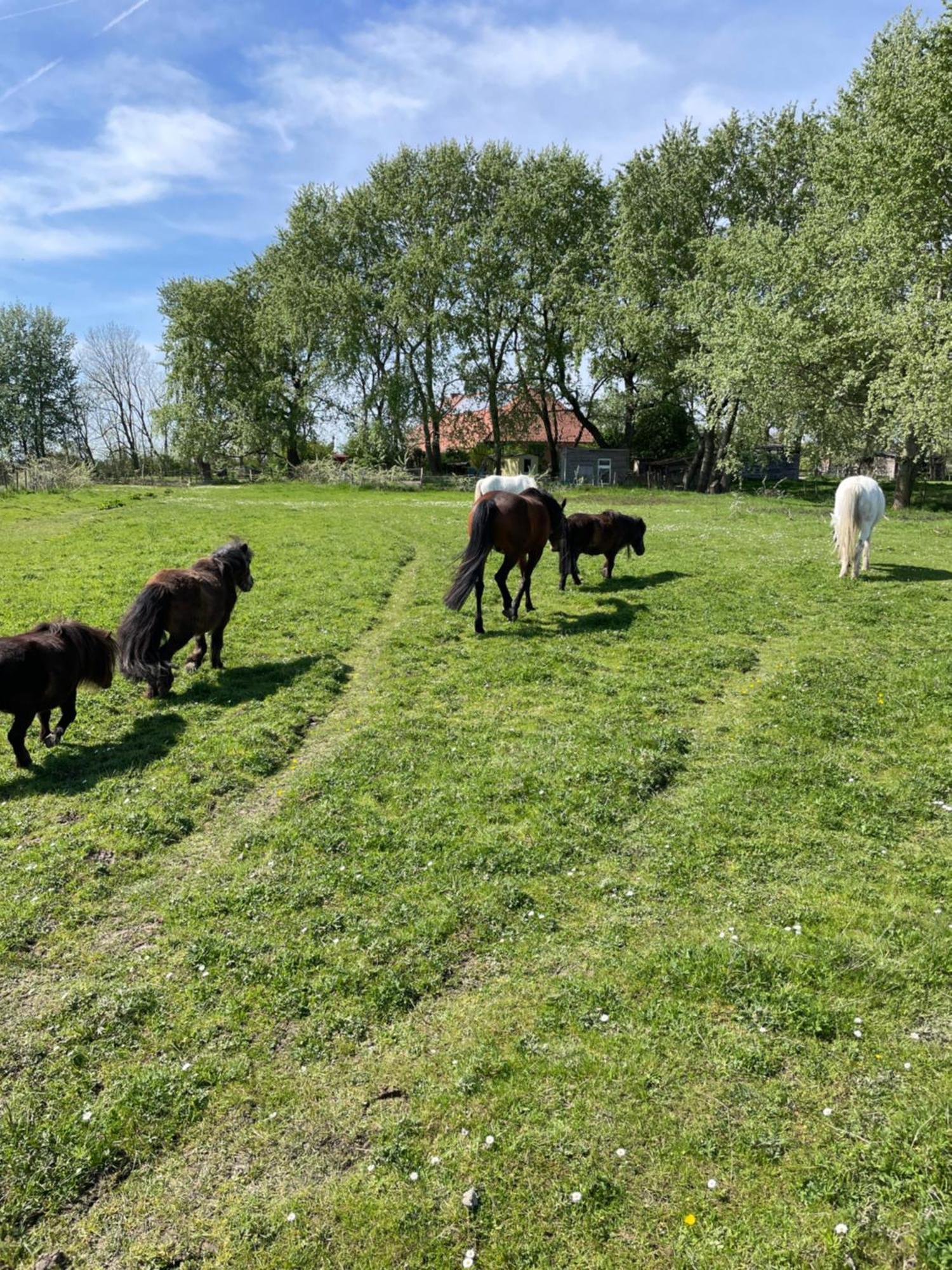 Ferienhof Spiegelhaus Krummhörn Eksteriør billede